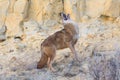 Coyote howling with his head back