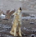 COYOTE HOWLING