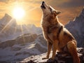 Coyote Howling at a new day Royalty Free Stock Photo