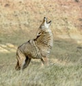 Coyote howling North Dakota Badlands Royalty Free Stock Photo