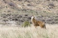 Coyote howling on the prairie