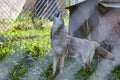 Coyote Howling at Wildlife Sanctuary, Eye-Level View Royalty Free Stock Photo