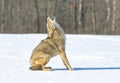 Coyote howling winter snow