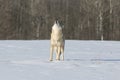 Coyote howling in winter Royalty Free Stock Photo