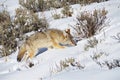 Coyote on the hunt. Yellowstone National Park. Royalty Free Stock Photo