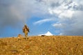 Coyote hunter and tracking dogs in arid landscape