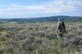 Coyote hunting with dogs in southwest wyoming