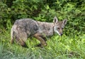 Wild Coyote walks through the tall grass at Cades Cove.
