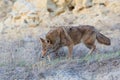 Coyote hunting for food