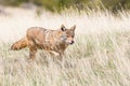 Coyote hunting in Oklahoma plains