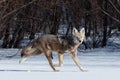 Coyote hunting in the snow