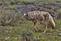 Coyote hunts in Yellowstone National Park