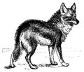 Coyote I Antique Animal Illustrations