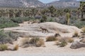 Coyote at the Joshua Tree National Park, California