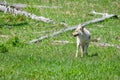 Coyote looking back, Yellowstone National Park, WY