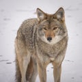 Coyote looking at the camera in the winter