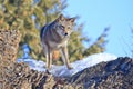 Coyote looking for vole on rocky ledge