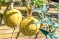 Coyote Melon fruits Royalty Free Stock Photo