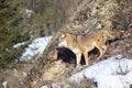 Coyote on mountainside