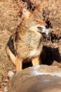 Coyote with mouthful of hair Royalty Free Stock Photo