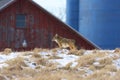 Coyote Near Barn   704107 Royalty Free Stock Photo