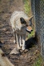 Coyote next to fence Royalty Free Stock Photo