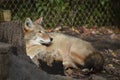 Coyote Royalty Free Stock Photo