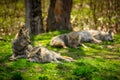 Coyote Pack Resting and Sleeping in Forest