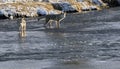 Coyote pair hunting in water Royalty Free Stock Photo