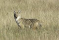 Coyote on the Pawnee National Grasslands