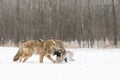 Coyote With Pheasant Royalty Free Stock Photo