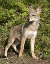 Coyote Portrait Royalty Free Stock Photo