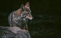 Coyote portrait with head detail Royalty Free Stock Photo