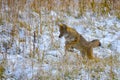 Coyote Pouncing on his lunch in the snow