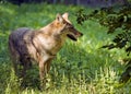 Coyote Profile