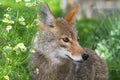 Coyote Profile Close-up Amidst Chamomile Flowers - Canis Latrans