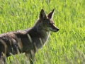 Coyote Profile