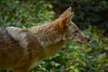 Coyote Profile in Nature