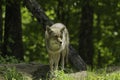 Coyote profile in the spring