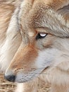 Coyote Profile in Winter Royalty Free Stock Photo