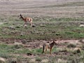 Coyote and Pronghorn Buck in Prescott Highlands Royalty Free Stock Photo
