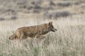 Coyote on the prowl for food Royalty Free Stock Photo