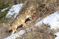 Coyote on prowl Royalty Free Stock Photo