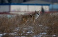 COYOTE ON THE PROWL . SURVAYS THE LANDSCAPE IN ST ALBERT