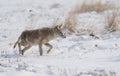 Coyote on the prowl in winter Royalty Free Stock Photo