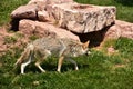 Coyote Prowling in Lush Green Grass in South Dakota