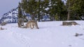 coyote pulls on a carcass bone as two pack mates feed at yellowstone