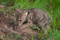 Coyote Pup (Canis latrans) Digs Up Buried Piece of Meat