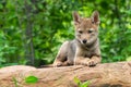 Coyote Pup Canis latrans Lies on Rock Looking Forward Summer Royalty Free Stock Photo