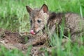 Coyote Pup (Canis latrans) Nose Lick